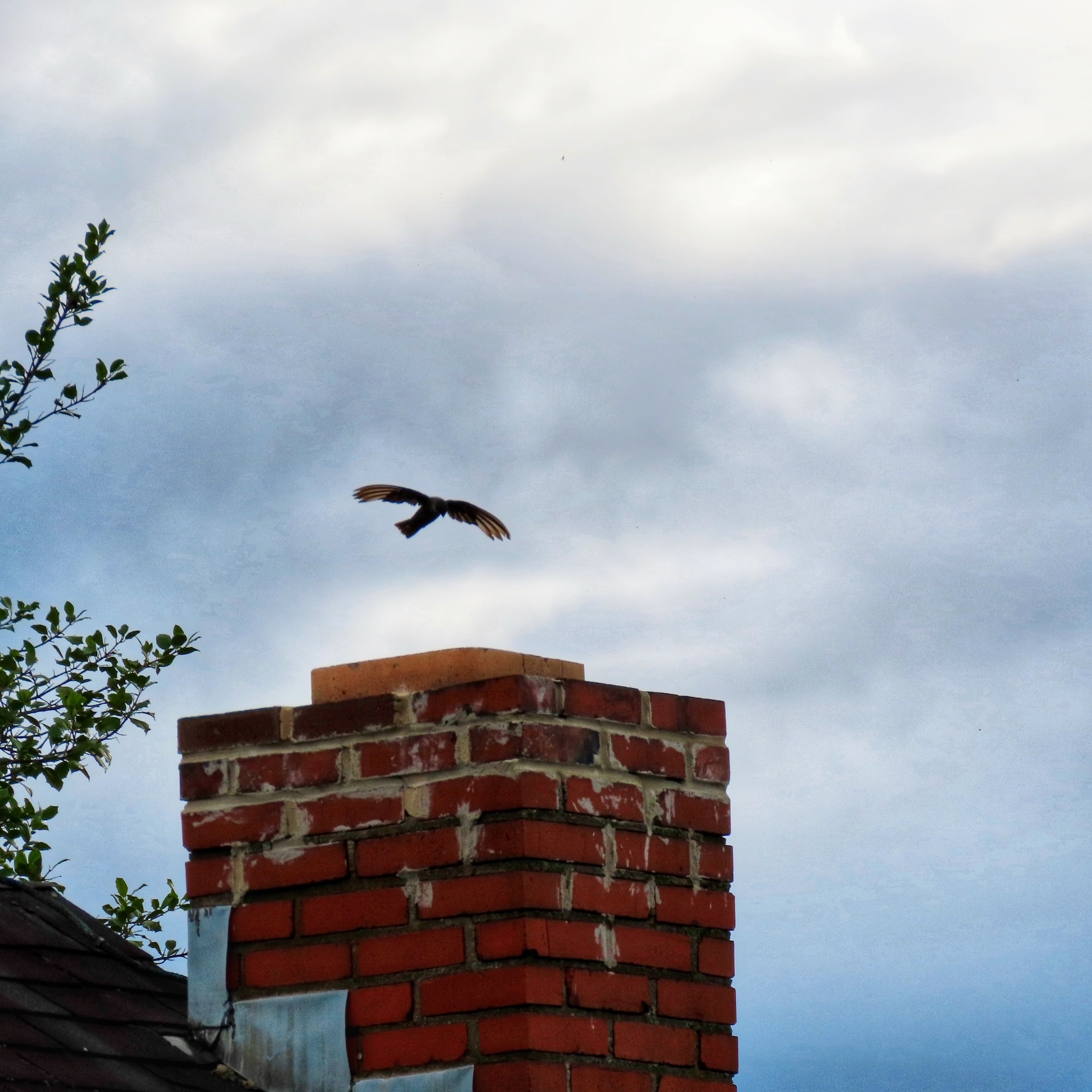 Birds of Baldpate Evening Walk - September - logo